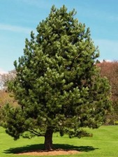 Austrian pine for sale  Beaver