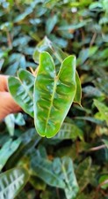 Philodendron billietiae billie for sale  Reseda
