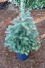 Korean fir tree for sale  STRABANE