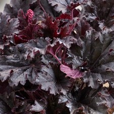 Heuchera timeless night for sale Heuchera timeless night for sale  BOURNE