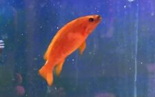Live fish neolamprologus for sale  North Smithfield