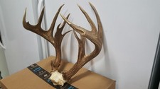 169 mega mass for sale  Florence