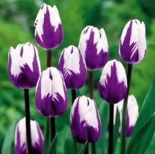 Tulip seeds much for sale  Titusville