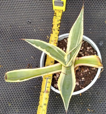 Agave americana variegata for sale  GRAVESEND
