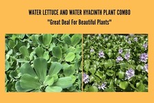 Medium water hyacinth for sale  Lumberton