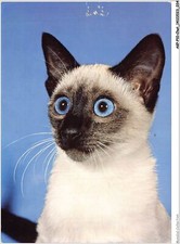 chat yeux vairons d'occasion  Expédié en Belgium