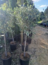 Olive tree extra for sale  EGHAM