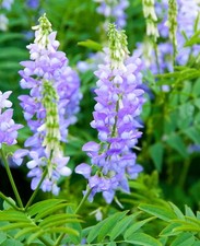 Galega officinalis goats for sale  BELLSHILL