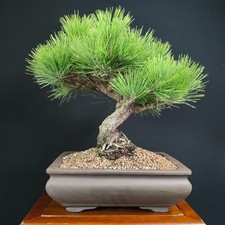 Bonsai pino nero usato  San Pancrazio Salentino