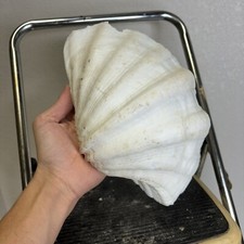 Rare large real for sale  Tecumseh