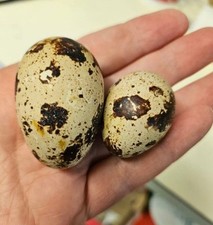 Quail super jumbo for sale  UK