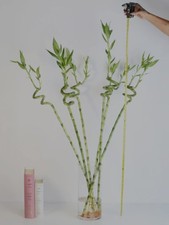 Lucky bamboo pack for sale  Sierra Vista