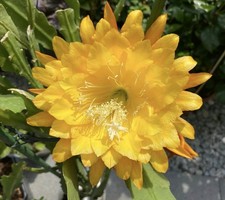 Epiphyllum yellow tang gebraucht kaufen  Würselen