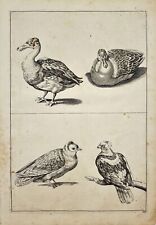 Gravura antiga - Frederick de Wit - Patos - Pombos - Columba Domestica - F5, usado comprar usado  Enviando para Brazil