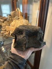 Large fossil fossilized for sale  Centreville