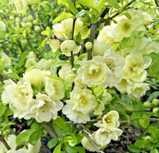 Chaenomeles speciosa yukigoten for sale  NORTHWICH