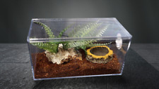 Tarantula scorpion reptile for sale  LOWESTOFT