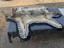Fhpat122 vintage coyote for sale  Black Diamond
