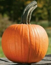 Sugar pie pumpkin for sale  Berwyn