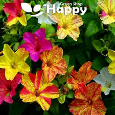 Four clock flower for sale  DONCASTER