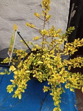 Ilex crenata golden for sale  BURY