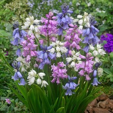 Spanish bluebell mixed for sale  GLASGOW