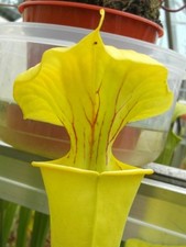 Sarracenia flava flava for sale  GRAVESEND