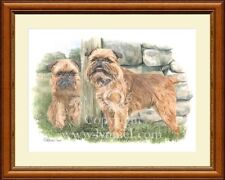 Griffon bruxellois fine for sale  CANNOCK