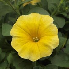 Petunia caliburst petchoa for sale  UK