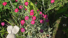 Two rose campion for sale  BRIDPORT