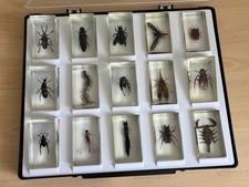 Vintage bugs insects for sale  PRESTON