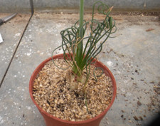 Cactus succulentes caudex d'occasion  Prades
