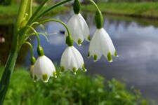 10x leucojum aestivum for sale  CRAWLEY