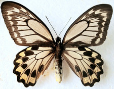 Ornithoptera croesus lydius for sale  SLEAFORD