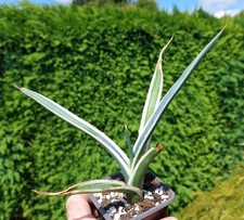 Agave funkiana hakuro for sale  DARLINGTON