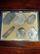 Fosilien sammlung schnecken gebraucht kaufen  Obernkirchen