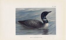 Eistaucher northern diver gebraucht kaufen  Kassel