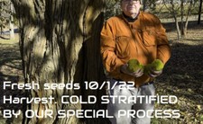 Maclura pomifera tree for sale  Duluth