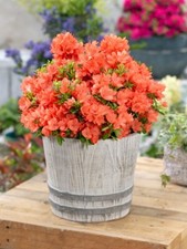 Dwarf japanese azalea for sale  NELSON
