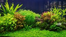 Plantes aquarium dinformation d'occasion  Goderville