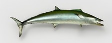 Kingfish half mount for sale  Niles