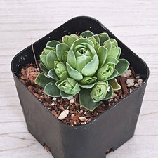 Succulent plant greenovia for sale  San Jose