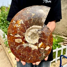 8lb rare natural d'occasion  Expédié en Belgium