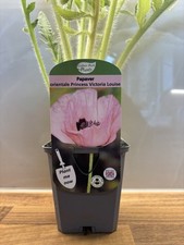 Papaver prinzessin victoria for sale  NOTTINGHAM