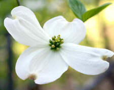 Cornus florida corniola usato  Napoli