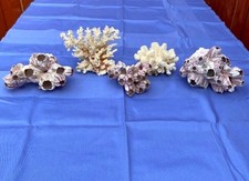 White corals barnacle for sale  PLYMOUTH