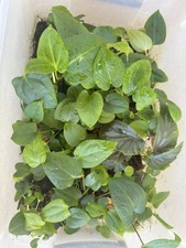 Anthurium set 5 for sale  San Jose