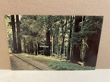 Vtg postcard redwoods for sale  Odenton