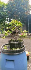 arbre bonsai d'occasion arbre bonsai d'occasion Expédié en Belgium