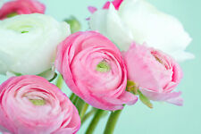 Ranunculus pink white for sale  CRAWLEY